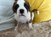 Boxer boy puppy