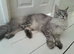 Polydactyl Black Silver Boy maine coon TICA