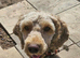 Bailey
