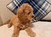 Sweet mini Goldendoodle