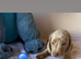 Miniature Dachshund puppies In Maldon