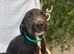 pointerdor x lurcher