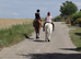 Bomprof 14.3 cob gelding