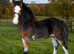 Cob X foal to make 15HH++ Ride & Drive Potential