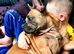 SPAYED FRENCH BULLDOG.