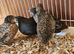 Group of 4,  Chinese painted button quail