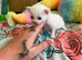 5 beautiful kittens