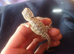 2 week old beared dragons