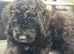 F1 STANDARD BLACK AND WHITE BERNADOODLE GIRL