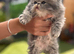 Beautiful kittens ready now