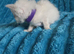 Ragdoll pure bred kittens