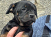 Mini Daschund x Frenchie puppies for sale