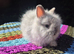 STUNNING TEDDYDWERG BABIES- PARENTS IMPORTED FROM EUROPE