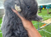 Beautiful blue plush mini lion lop