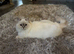 Ragdoll kittens