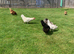 Pure bred laying chickens for sale