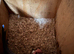 Breeding pair of ringnecks