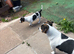 Pure Breed Jack Russell Pups