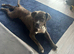Presa Canario