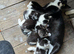 Three kittens, two female one male