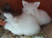 Two stunning white lionheads females