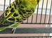 7 aviary budgies for sale
