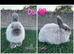 Very beautiful purebred Netherland dwarfs