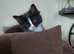 Black and White female kitten