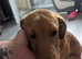 5 month old lab pup