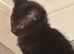 Beautiful , playful loving kittens