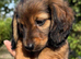 Beautiful litter of longhaired miniature dachshunds
