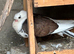GBO Pigeons