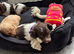 F1b cockerpoo 2 boys available