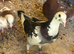 Pigeons for sale!