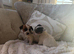 Jack russel