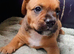 Beautiful pups for sale
