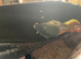 Hand reared beautiful female love bird