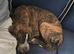 Rehoming our beautiful presa canario