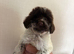 5 beautiful cockapoo puppies