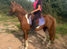 Stunning 11.2hh coloured gelding