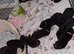 2 Sheprador puppies Left  ready to leave Now