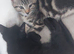 2 kittens girls