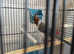 Red cardinal 2026 for sale