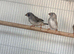 3 zebra finches for new home