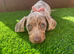 Isabella and tan dachshund for sale