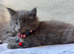 Maine Coon Kittens 1 Male 2 Females