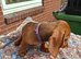 Lovely little miniature dachshund tiny girl