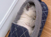 Ragdoll kitten