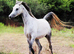 Beautiful Arabians !