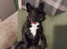 2 year old Frenchie for sale